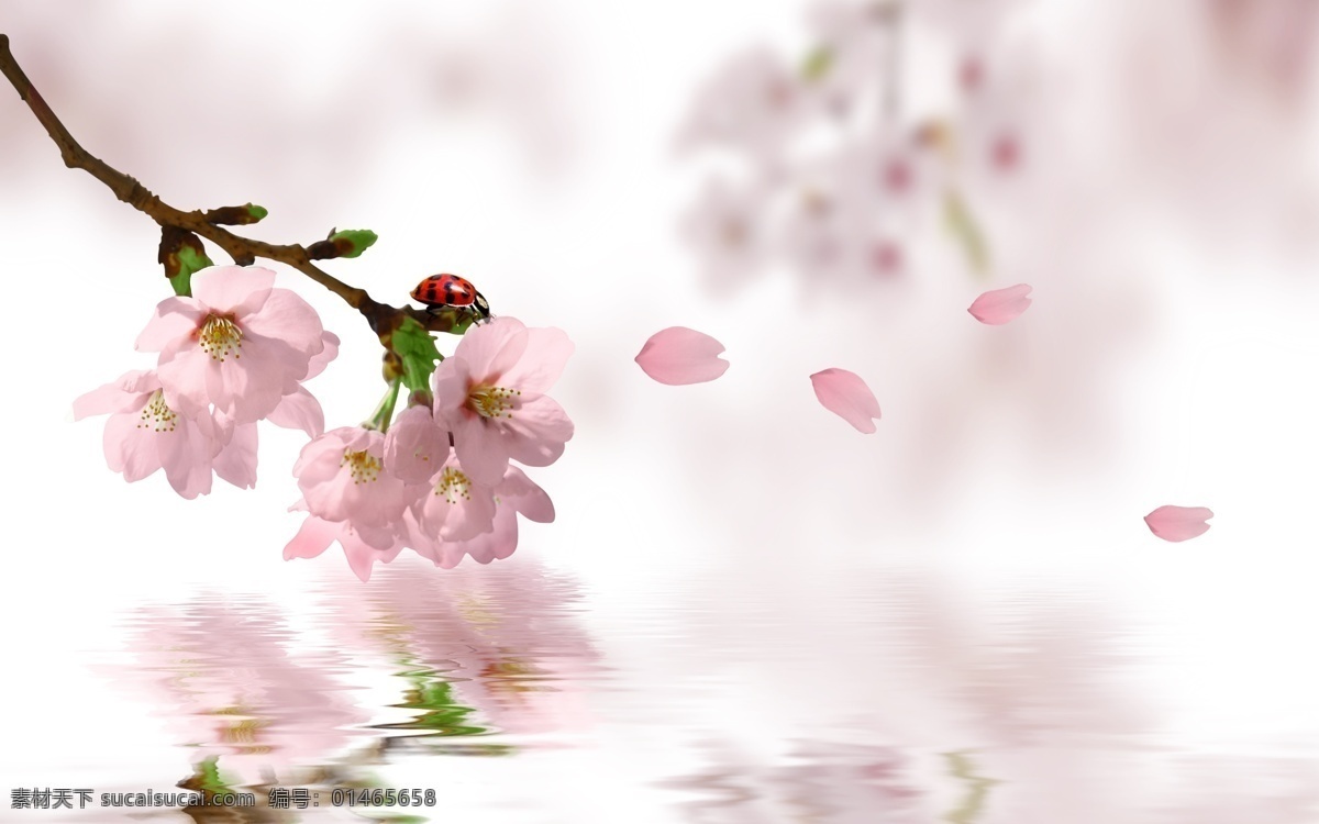 桃花 树枝 花瓣 水墨 桃红 背景素材 分层 源文件