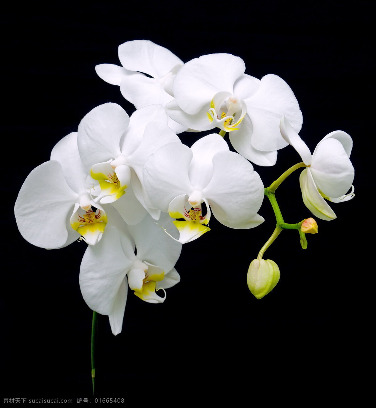 唯美 白色 玉兰花 兰花 白色花朵 白花 花朵 花瓣