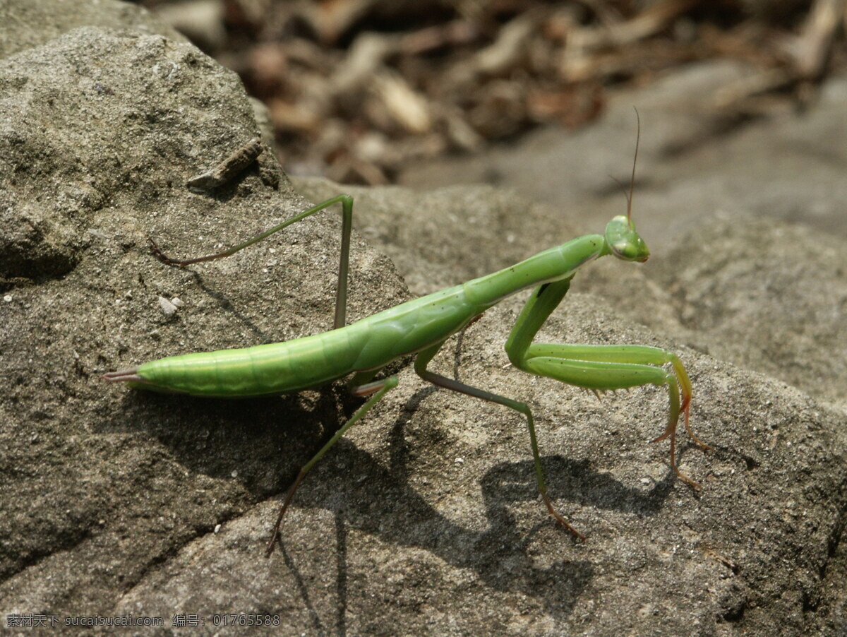 野生 螳螂 高清 绿色 刀螂 无脊椎动物 害虫