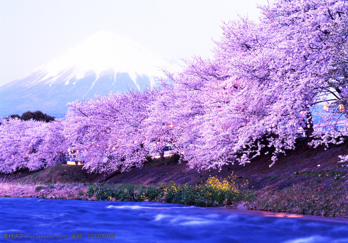 樱花 高清 背景 日本 富士山 雪 旅游摄影 国外旅游