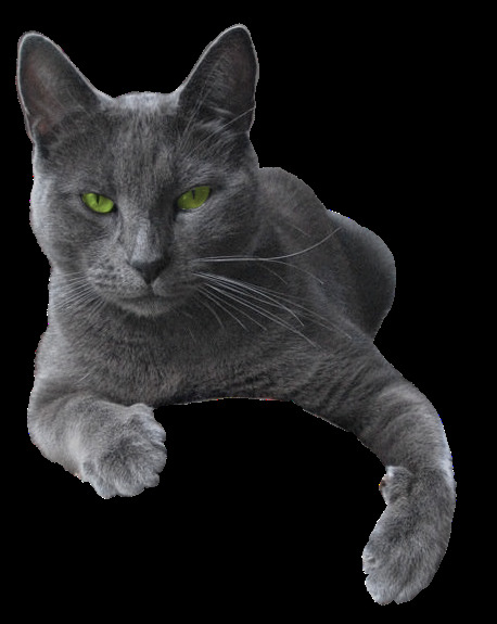 灰色 绿 眼 猫咪 动物元素 花猫素材 卡通 猫猫图片 萌猫 透明元素