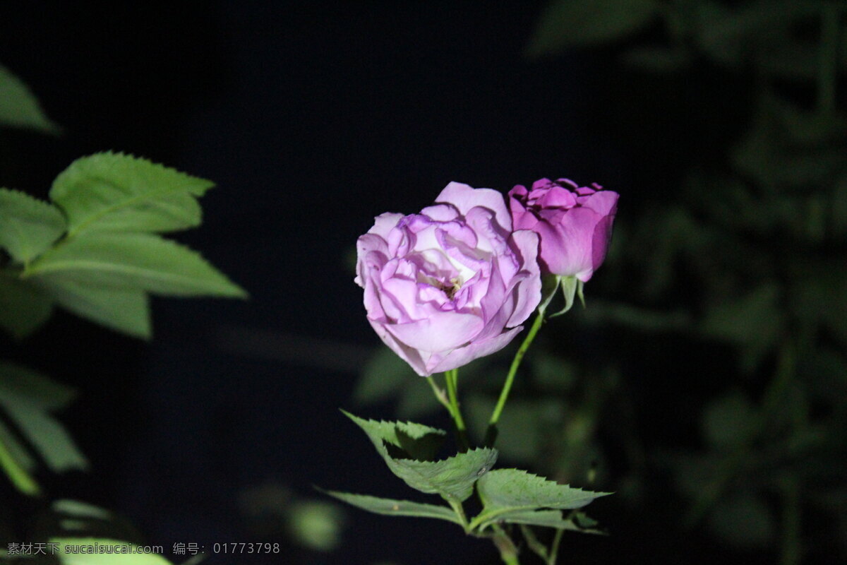 花 花草 花卉摄影 花卉素材 生物世界 月季 月季花 春季花卉 草本花卉 夜色花卉 景观花卉 psd源文件