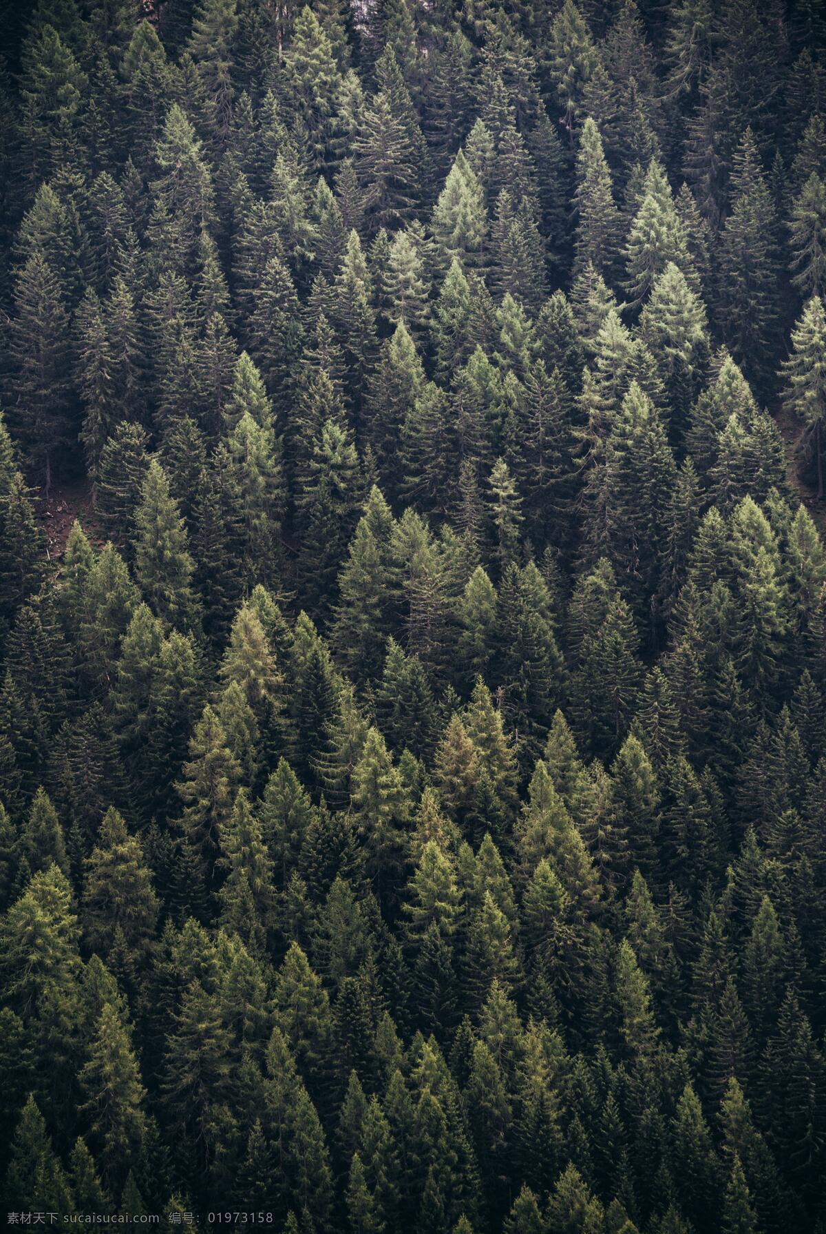 森林背景 树 绿色 松树 自然景观 自然风景