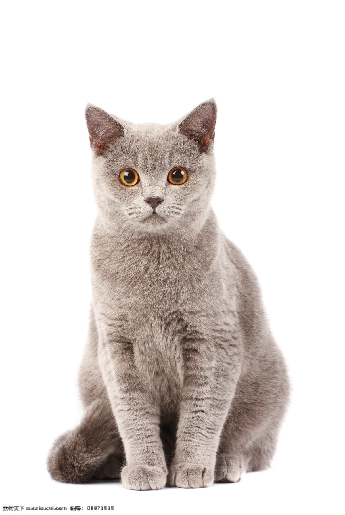 英国 猫 可爱 短 毛 猫咪 家禽家畜 生物世界 猫咪图片