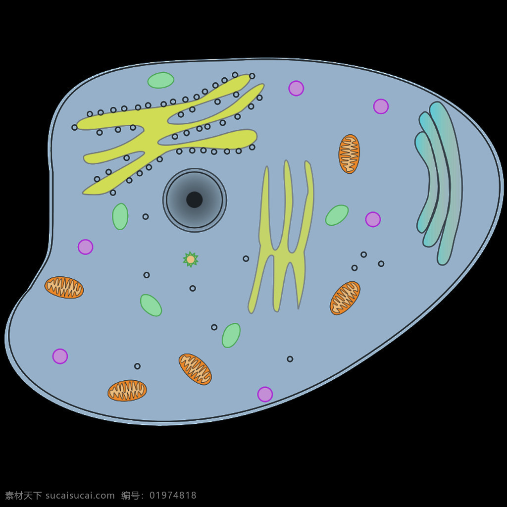 动物 动物细胞 细胞 无 矢量 图像 动物细胞载体 结构 载体 夹 动物细胞夹 黑色