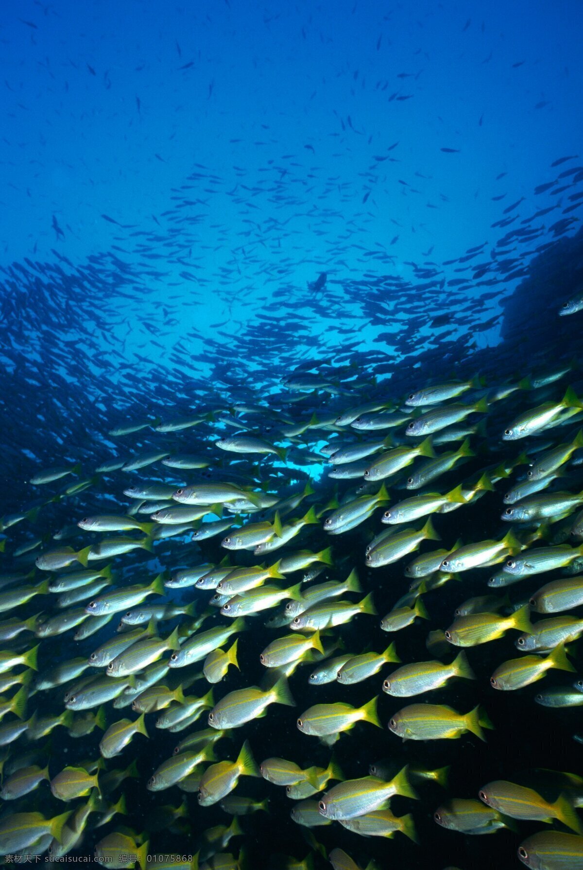鱼群 海底 海底探秘 深海鱼群 海底世界 鱼 海洋生物 生物世界
