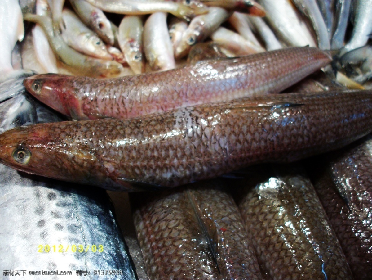 沙丁鱼 海鲜 海洋生物 海鱼 生物世界 鱼 鱼类 自助餐鱼 美食鱼 鱼类图