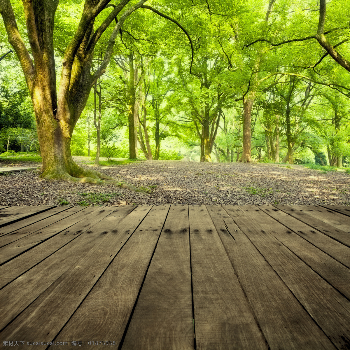 春天 大树 地板广告 风景 家居 景观 景色 绿色 地板 广告 模板下载 森林 树林 绿树 木板 自然 设计景观 自然风光 自然景观 psd源文件