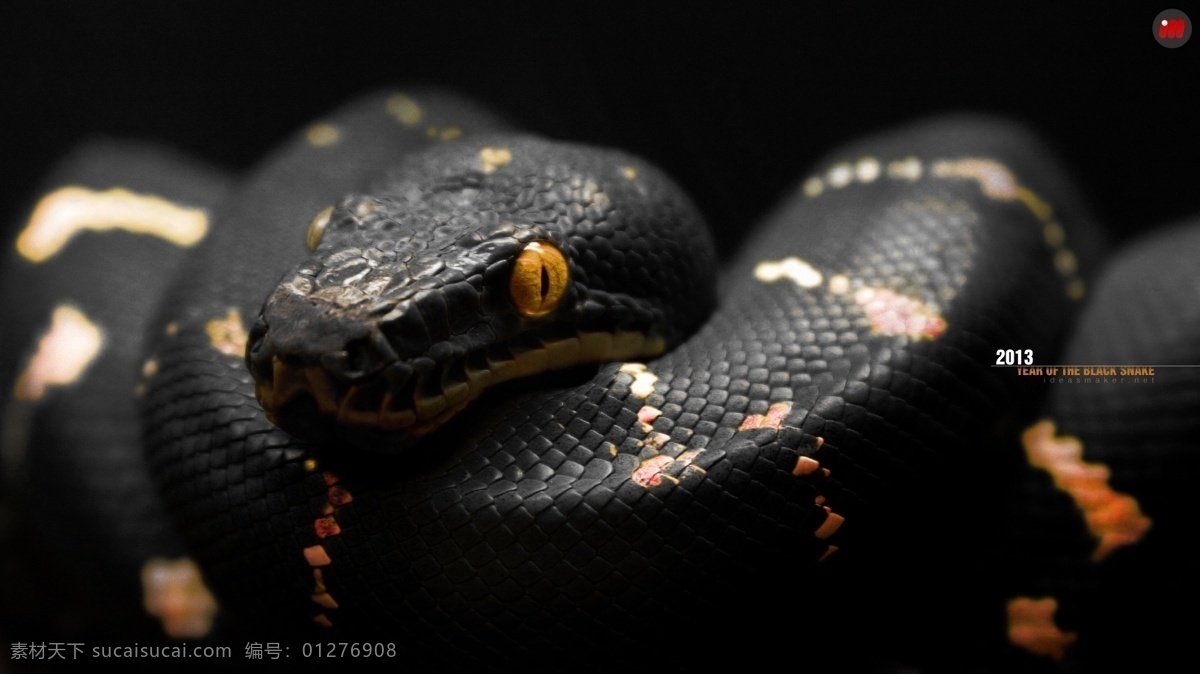 黑色蟒蛇 生物 世界 野生 动物 蟒蛇 黑色 橙色 斑点 黄色 眼珠 盘绕 野生动物 生物世界