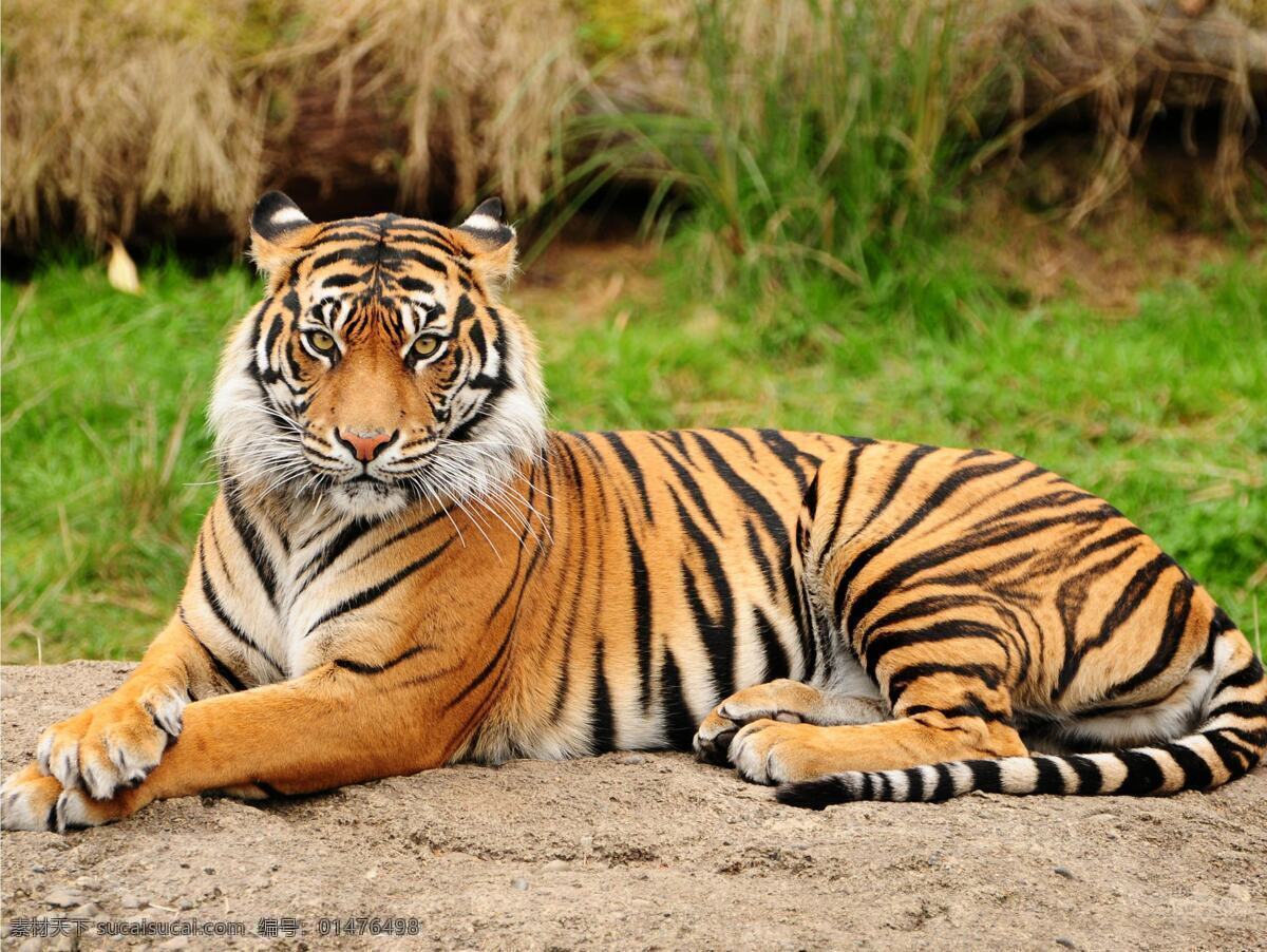 老虎 虎 野兽 凶猛 老虎图片 老虎素材 野生动物 生物世界