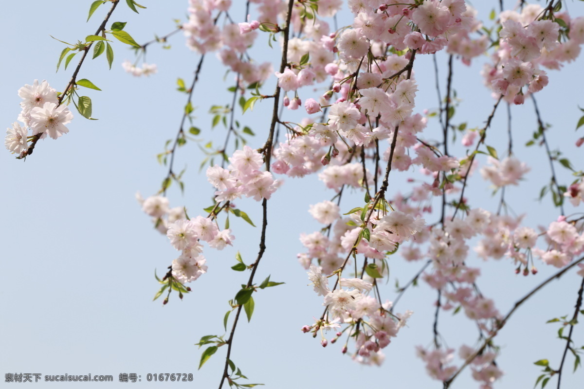 花 春天 自然 美丽 树 赏花 武汉樱花 白色樱花 武汉樱园 生物世界 花草