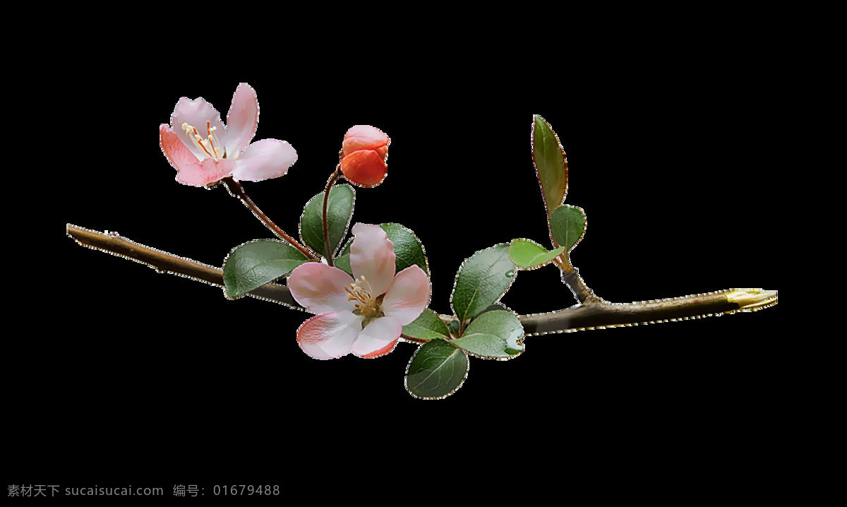手绘 小 清新 花朵 元素 png元素 花枝 浪漫 绿叶 免抠元素 水墨 透明元素 小清新