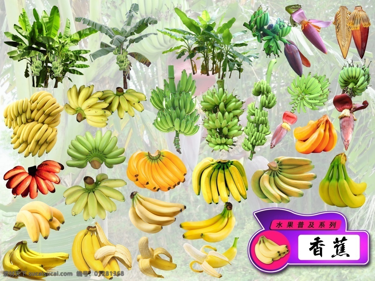 水果 普及 系列 香蕉 分层 水果系列 金蕉 弓蕉 水果普及 生物世界