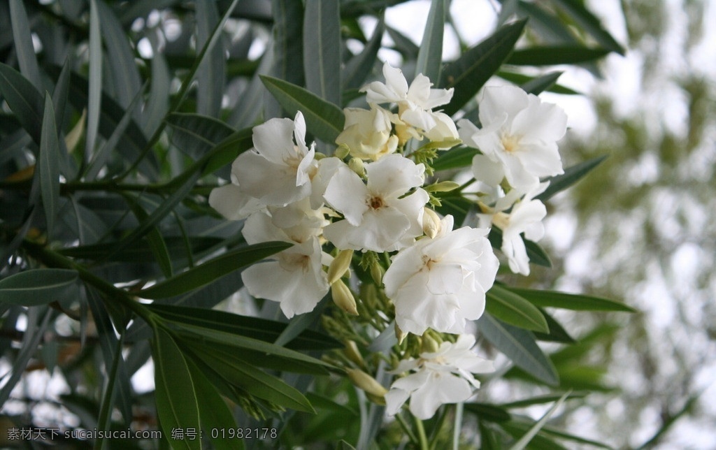 夹竹桃 柳叶桃 半年红 甲子桃 鲜花 花草 花草世界 生物世界