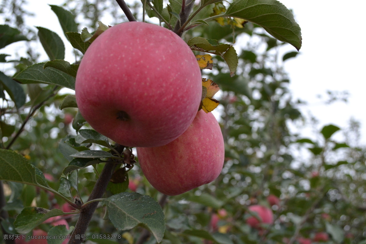 树枝 上 红富士 苹果 红苹果 富士苹果 洛川苹果 陕西苹果 红富士苹果 新鲜水果 苹果园 枝头苹果 水果 生物世界