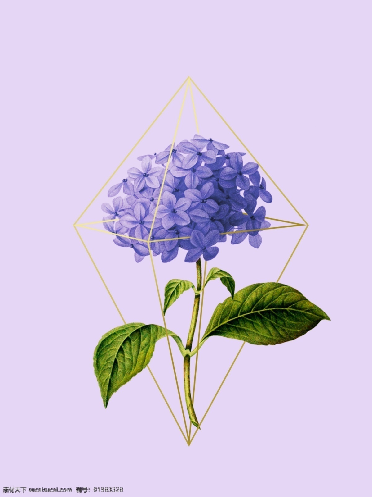 全 原创 花卉 植物 几何 空间 边框 背景 边框背景 紫色 绣球花 花 几何边框