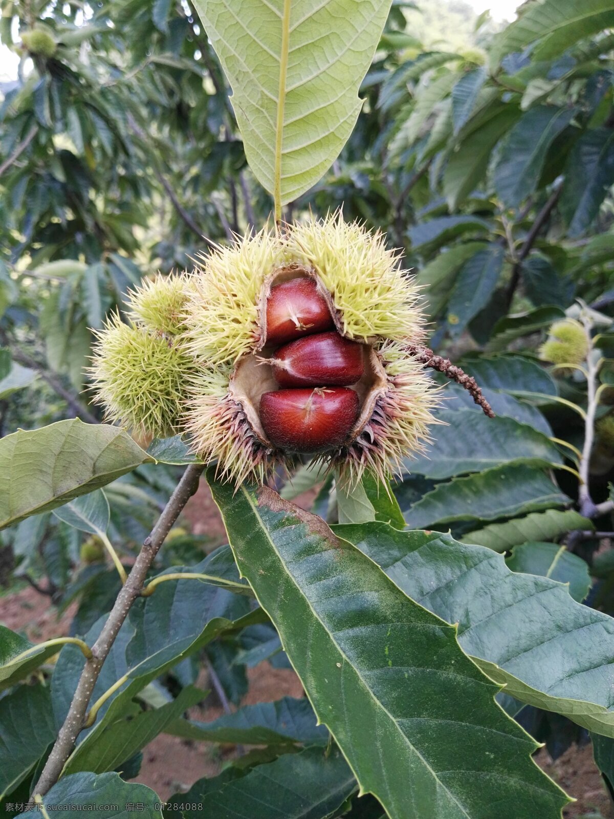 板栗 栗子 栗树 开口栗子 干果 丰收 刺 果实 生物世界 棒锤崖 风景一角 王 厂 沟 棒 锤 崖 风景 一角 水果