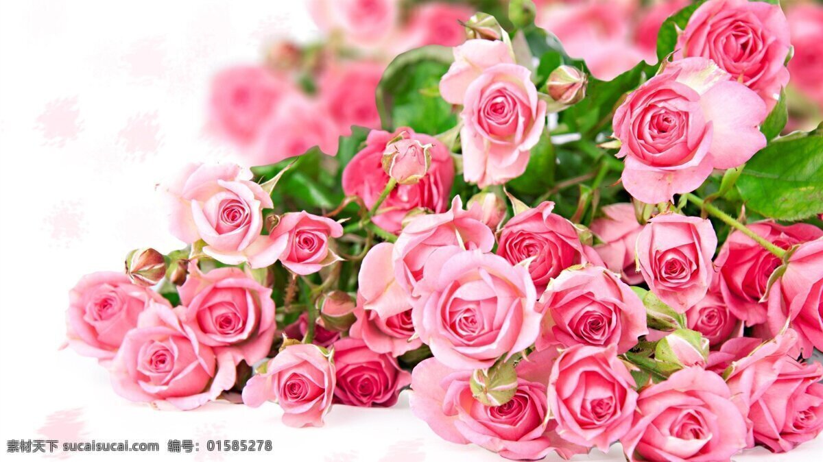 鲜艳 粉色 玫瑰花 花卉 花束 花朵 花
