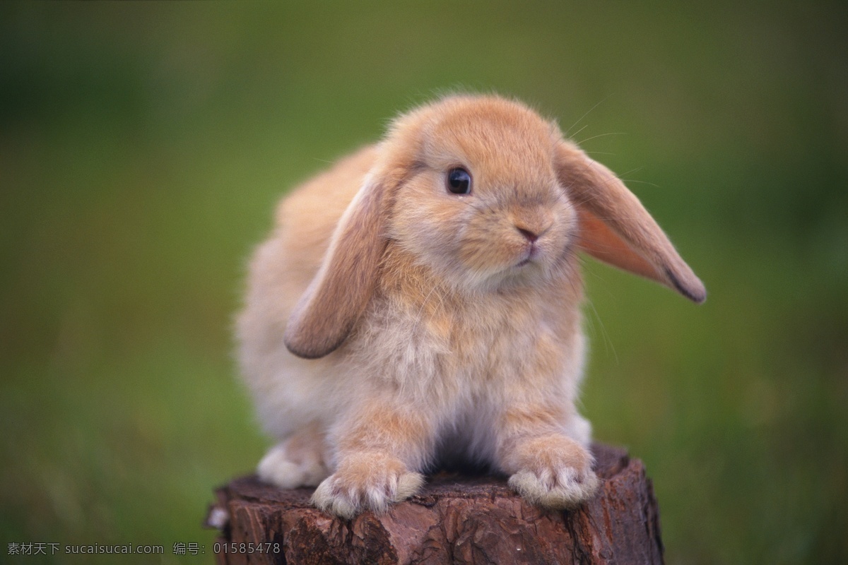 可爱兔子 动物世界 可爱 小动物 宠物 兔子 水中生物 生物世界 黑色