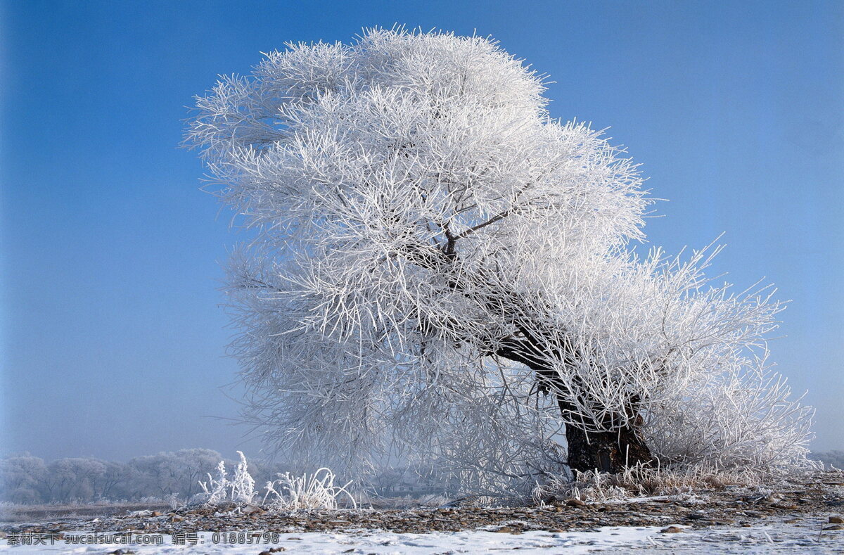 冬天 雪景 大雪 冬天雪景 风景 生活 旅游餐饮