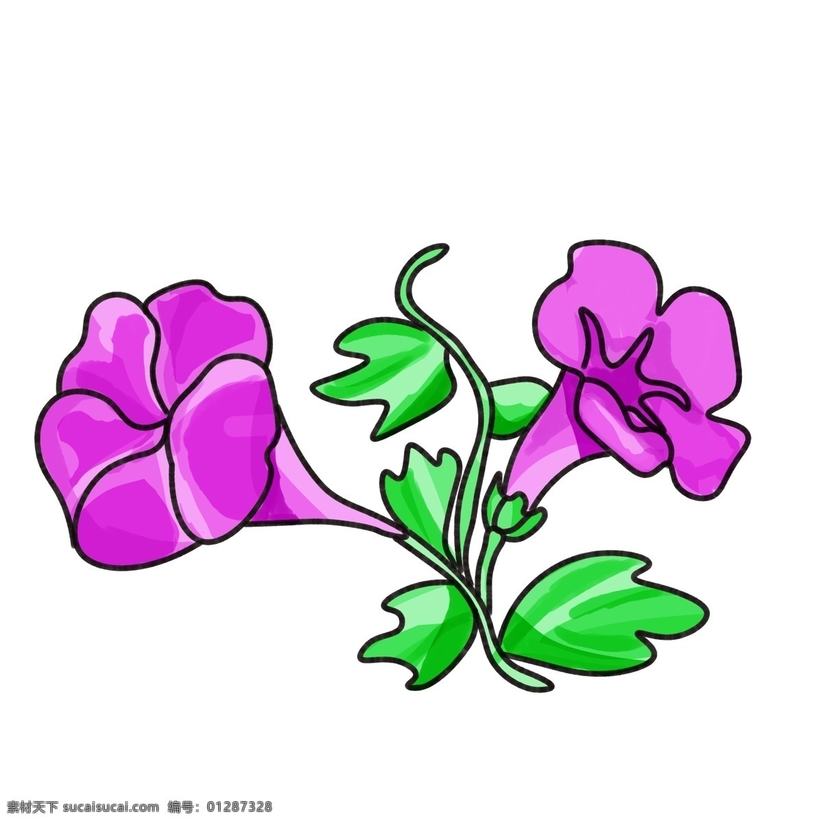 紫色 牵牛花 植物 插画 商用 元素 花朵 绿叶 花瓣 根部