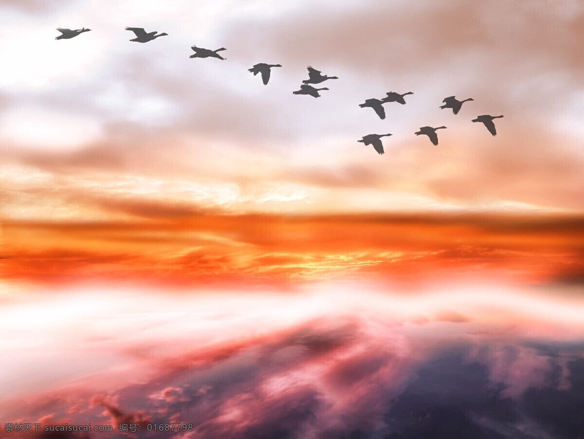 大雁图片 水鸟 海鸟 飞翔的鸟 大雁 海鸥 野鸭 天鹅 白鹤 鹅 动物 鸟类 鹤 飞鸟