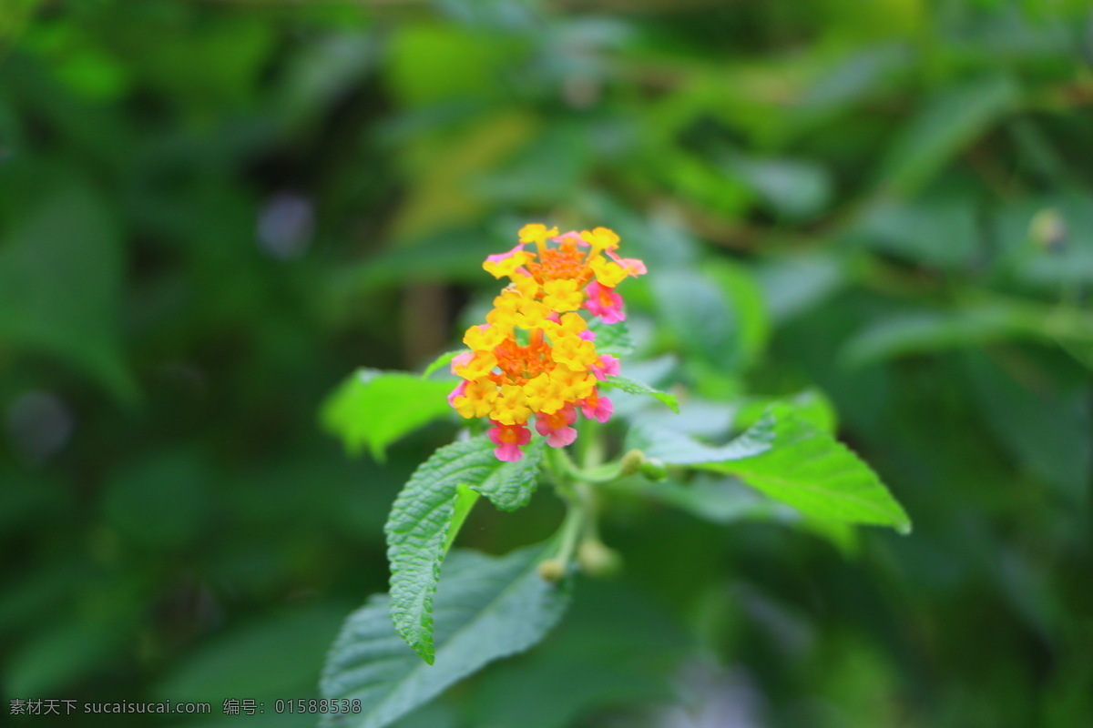 五色花 颜色 花 绿植 野花 小清新 自然景观