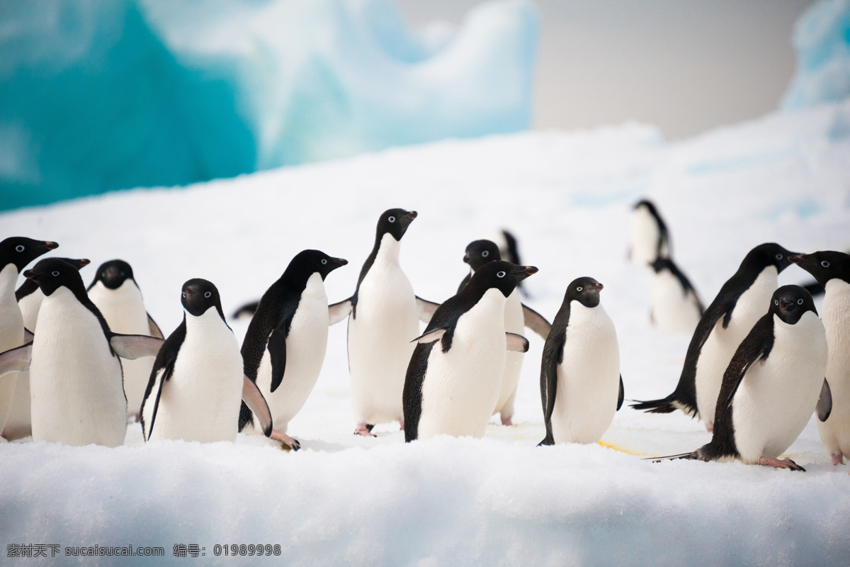 雪地 上 企鹅 一群 南极 动物 陆地动物 生物世界
