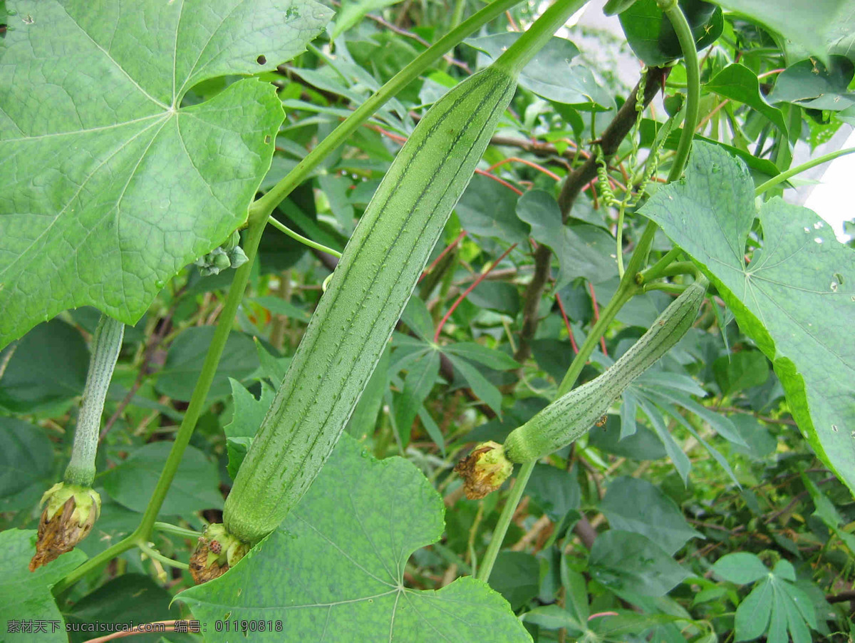 丝瓜 蔬菜 绿色 黄花 生物世界