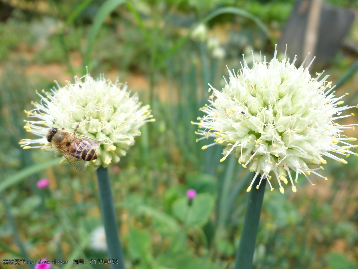 蜜蜂采花 蜜蜂 采花粉 昆虫 植物 昆虫物语 花草 葱花 小黄蜂 菜园 昆虫授粉 授粉 勤劳蜜蜂 花粉 我d摄影 生物世界