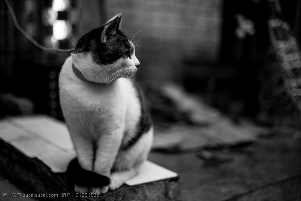 猫 黑白 黑白猫 猫咪 生物世界 家禽家畜