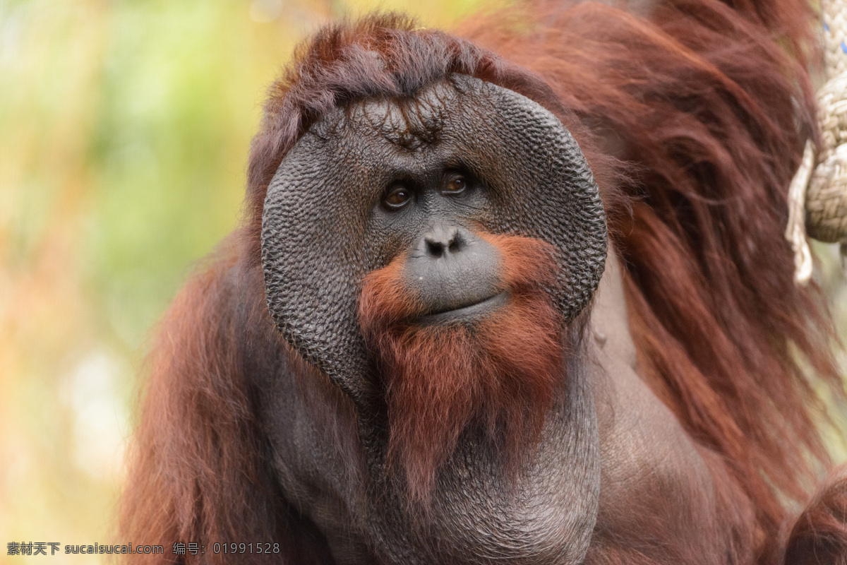 红 野人 猩猩 红野人猩猩 野生动物 动物摄影 动物世界 陆地动物 生物世界