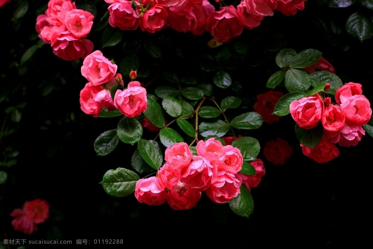 蔷薇花 红色花 藤类植物 绿叶 花簇 生物世界 花草