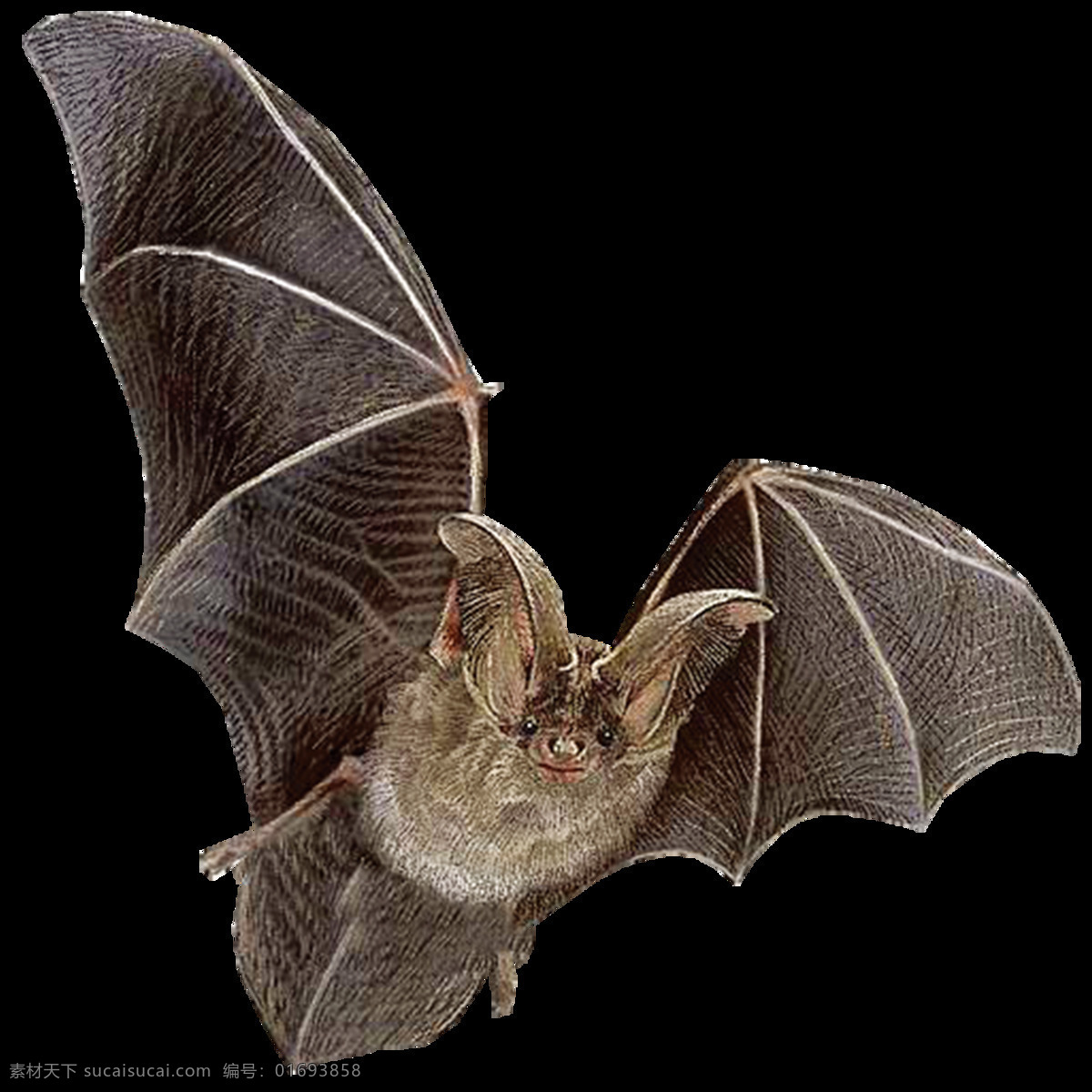 平面 元素 生物 蝙蝠插画 蝙蝠手绘 黑蝙蝠 小动物 野生动物 动物 生物动物昆虫 生物世界