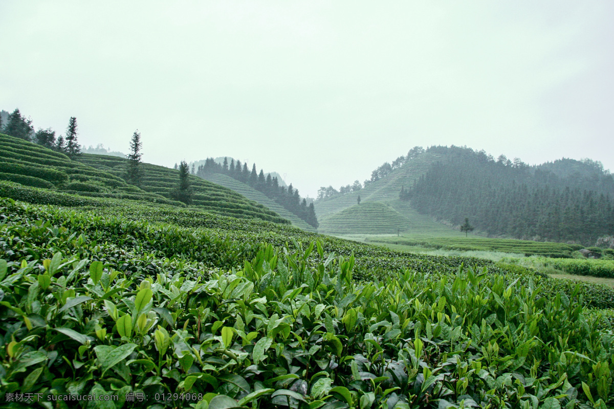 茶叶 茶园 开化茶叶基地 风景 美景 茶叶广告 旅游摄影 自然风景