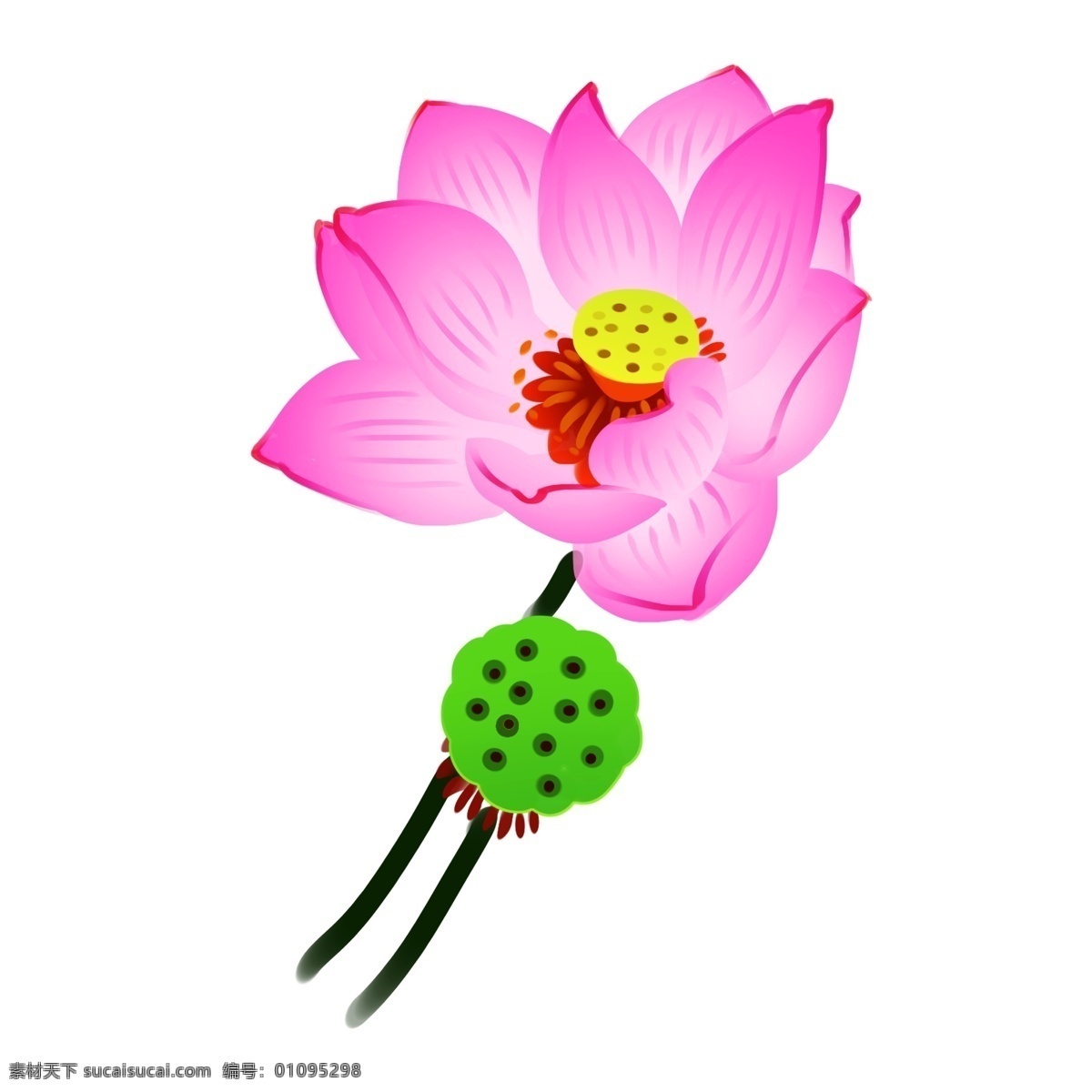 粉色 荷花 莲蓬 粉色的荷花 绿色的莲蓬 荷花装饰 荷花插画 立体荷花 卡通荷花 创意荷花
