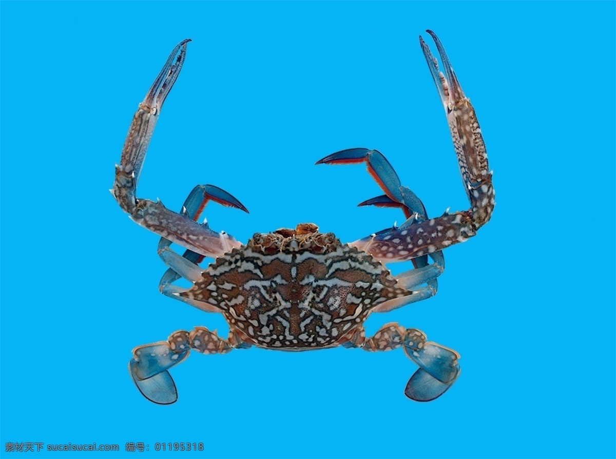 花蟹 螃 蟹 花 海底 动物 生物世界 海洋生物