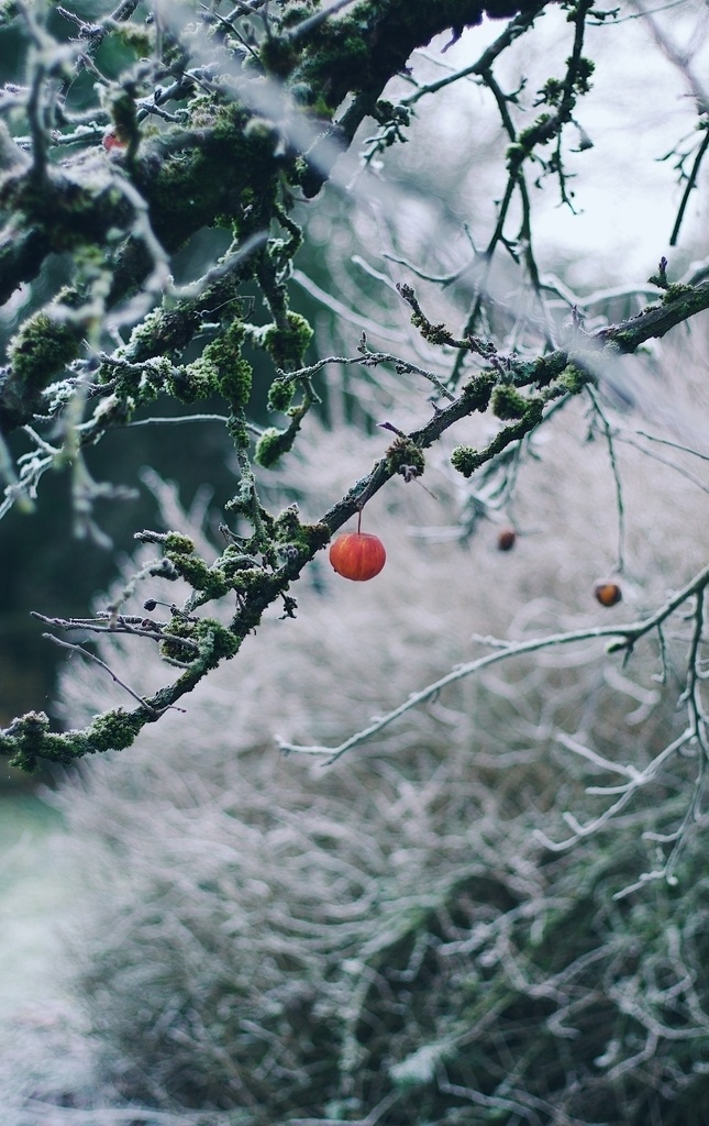 霜降图片 霜降 深秋 冰霜 冰雪 冰花 冰雪植物 冰雪覆盖 唯美冰雪 雪景冰霜 霜冻 雾凇 树枝 植物 冰冻 白色的冬天 枝条素材 寒带植被 霜冻的树叶 树枝上的霜 霜叶 天气 自然景观 雪花 霜花 冬天 户外 雪景 24节气 霜降节气 霜降素材 霜降设计 自然风景专辑 自然风景