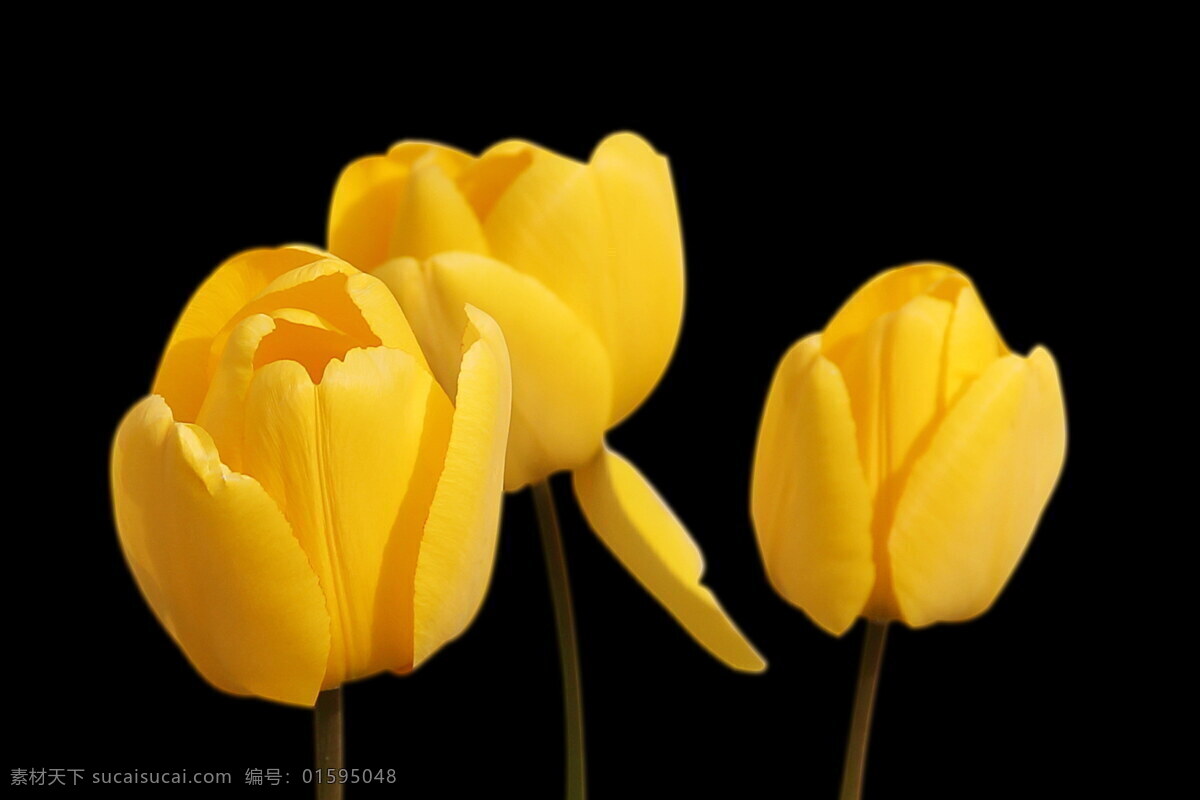 黄色 郁金香 高清 壁纸 黄郁金香 黄花 黄色花朵 鲜花