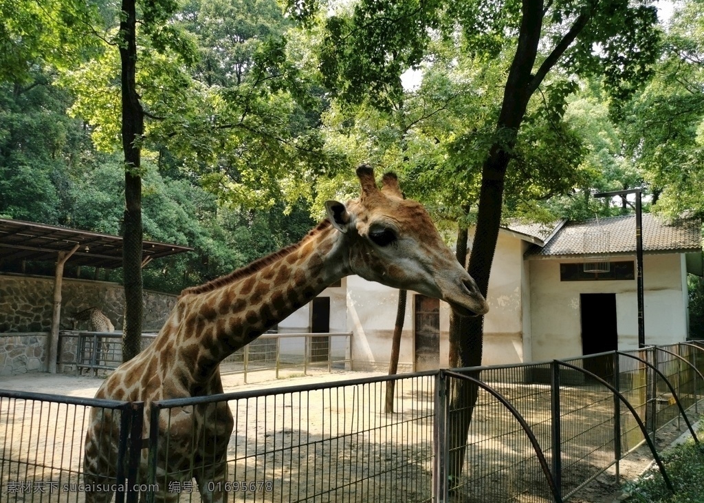 杭州动物园 杭州 动物园 野生动物 长颈鹿 非洲 生物世界