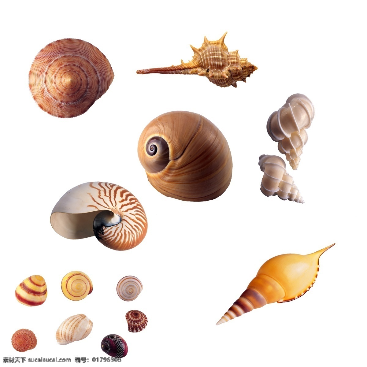 海螺 贝壳素材 海底贝壳 海底世界 海边 海洋素材