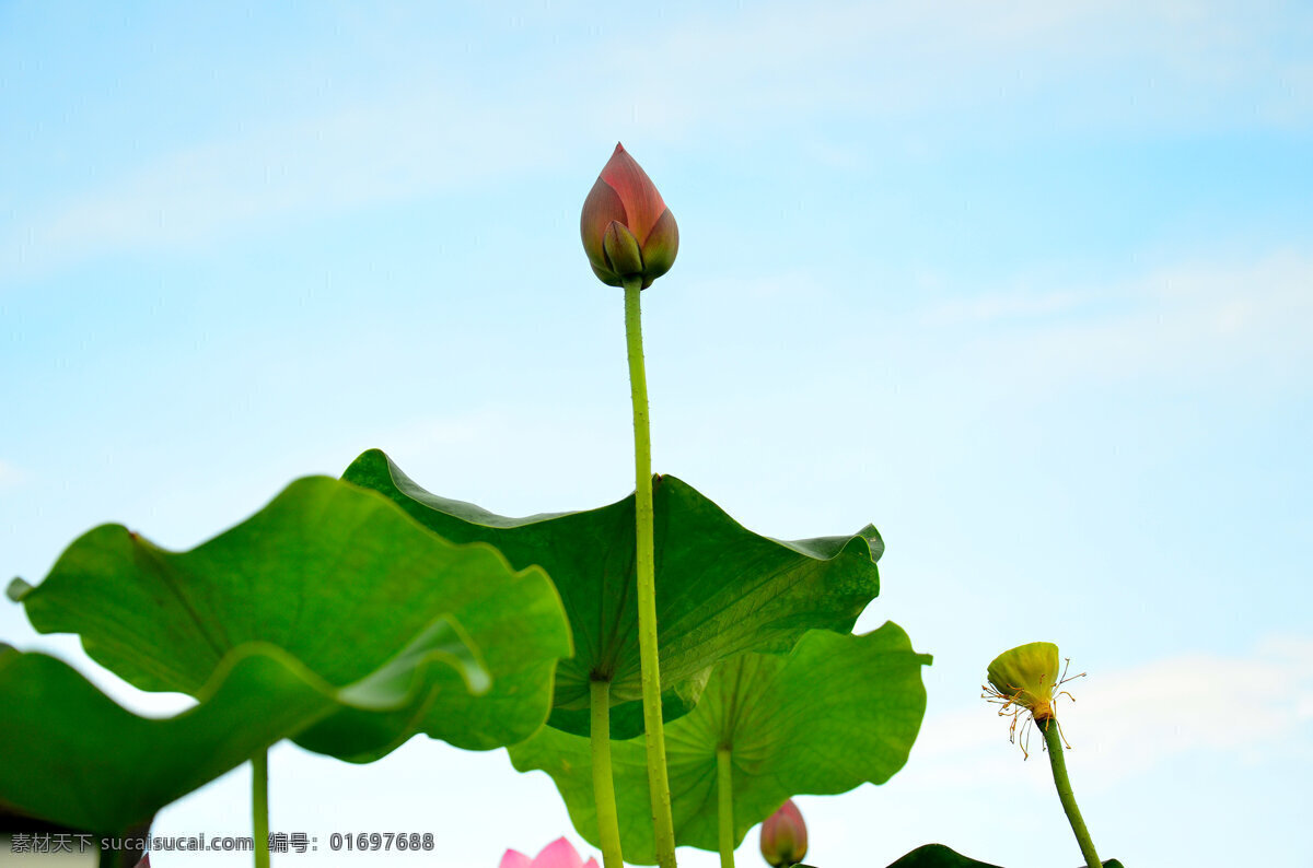 荷花 莲花 莲蓬 水芙蓉 芙渠 莲 荷 菡萏 睡莲 睡莲目 中国十大名花 花蕾 含苞待放 生物世界 花草