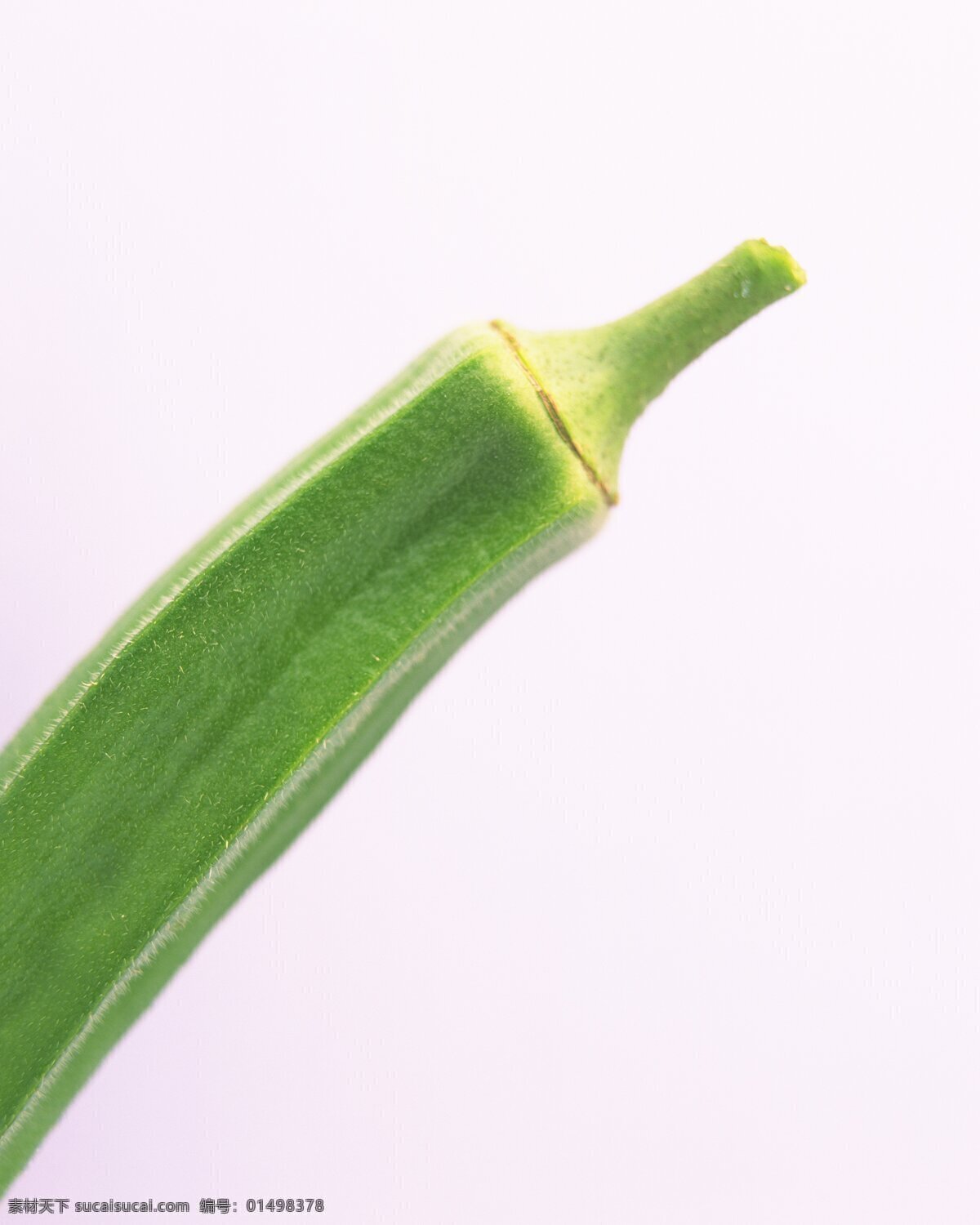 黄秋 葵 绿色蔬菜 生物世界 蔬菜 新鲜蔬菜 植物 黄秋葵 羊角菜 高清蔬菜 蔬菜主题 风景 生活 旅游餐饮