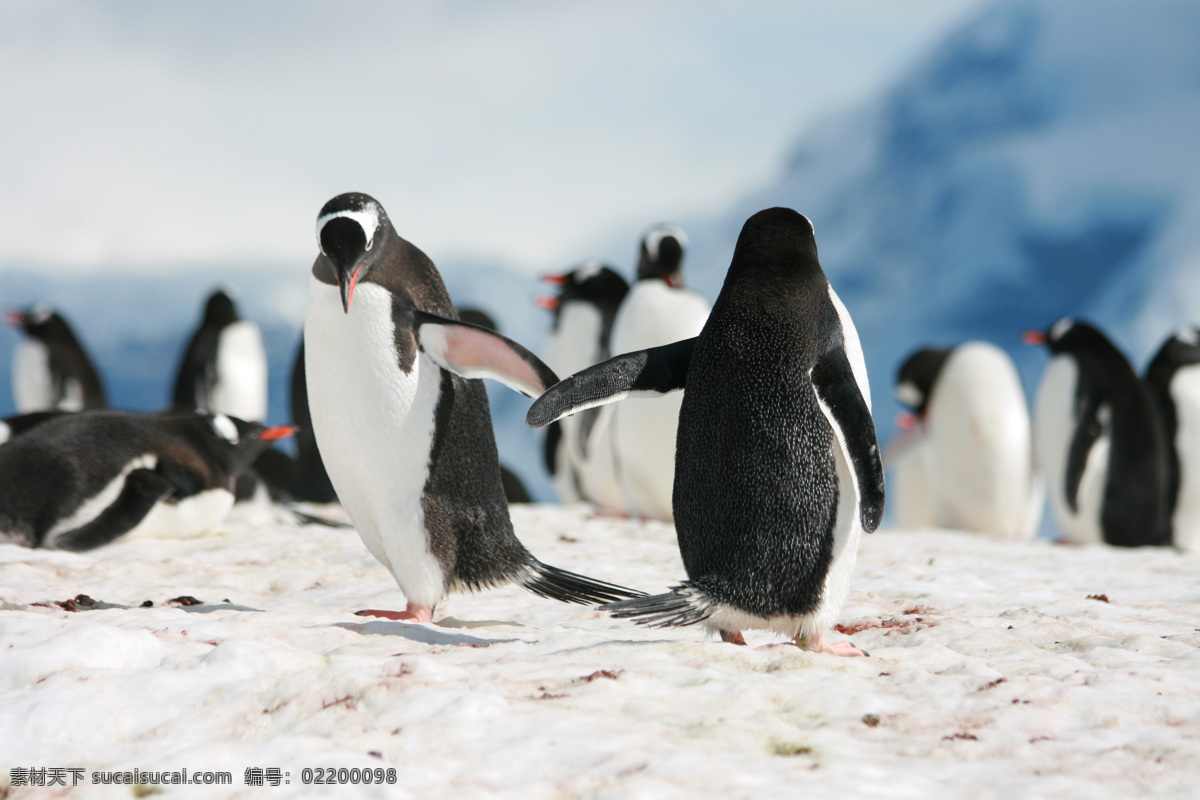 雪地上的企鹅 雪地 南极 企鹅 动物 陆地动物 生物世界 白色