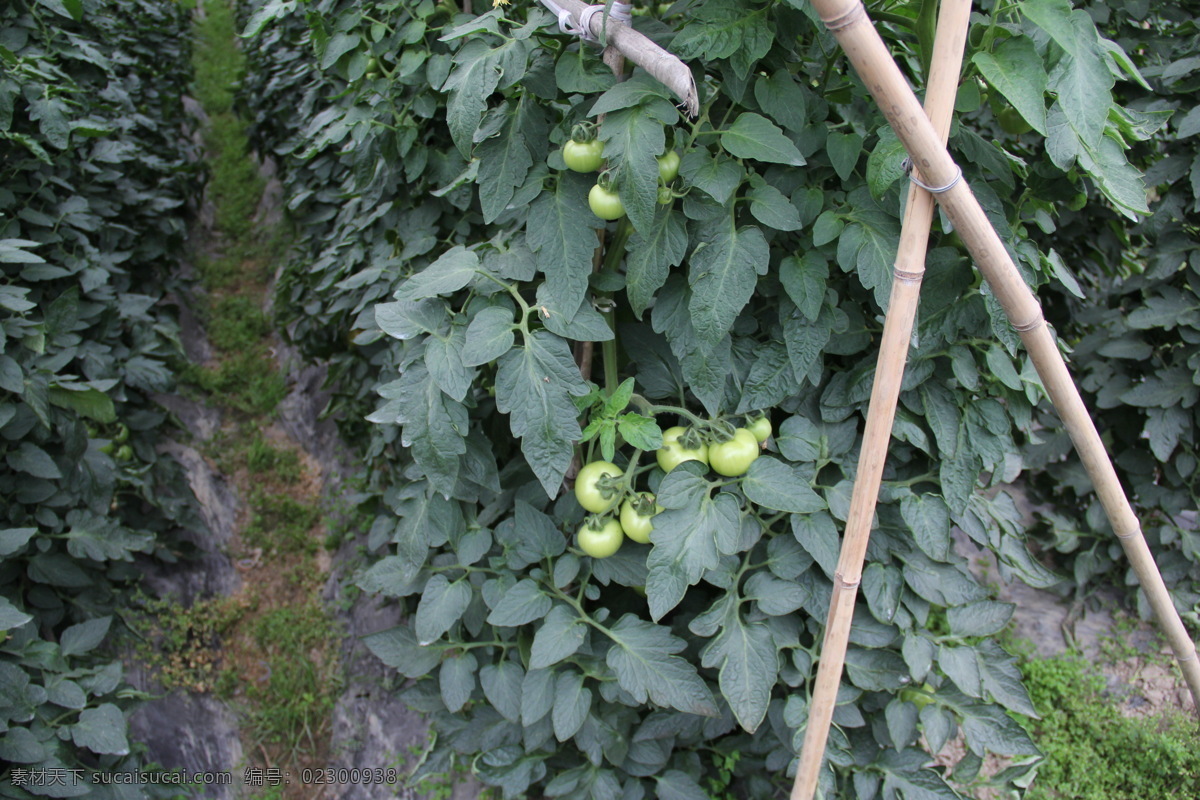番茄 种植园 田园风光 自然景观 番茄种植园 现代农业 大棚种植 滴灌种植 矢量图 日常生活