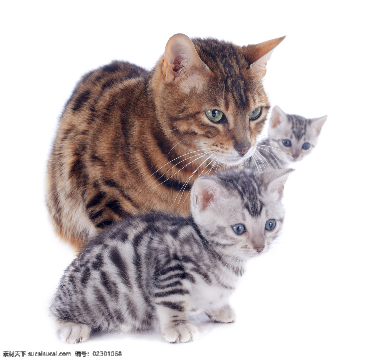 三只小猫 小猫 猫咪 萌猫 花猫 三只 宠物 萌宠 家宠 动物 可爱 猫猫 喵喵 家禽家畜 生物世界