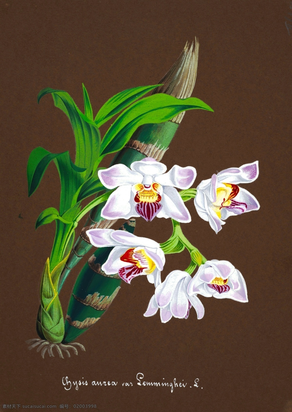 手绘兰花 植物 手绘画 水彩画 手绘花朵 兰花插画 自然 手绘花 植物果实插画 兰花 插图 彩色兰花图 唯美鲜花 漂亮 鲜花 装饰画 欧式 花卉 传统艺术 艺术 花朵 花鸟画 手绘花鸟画 风景画 插画 生物世界 花草