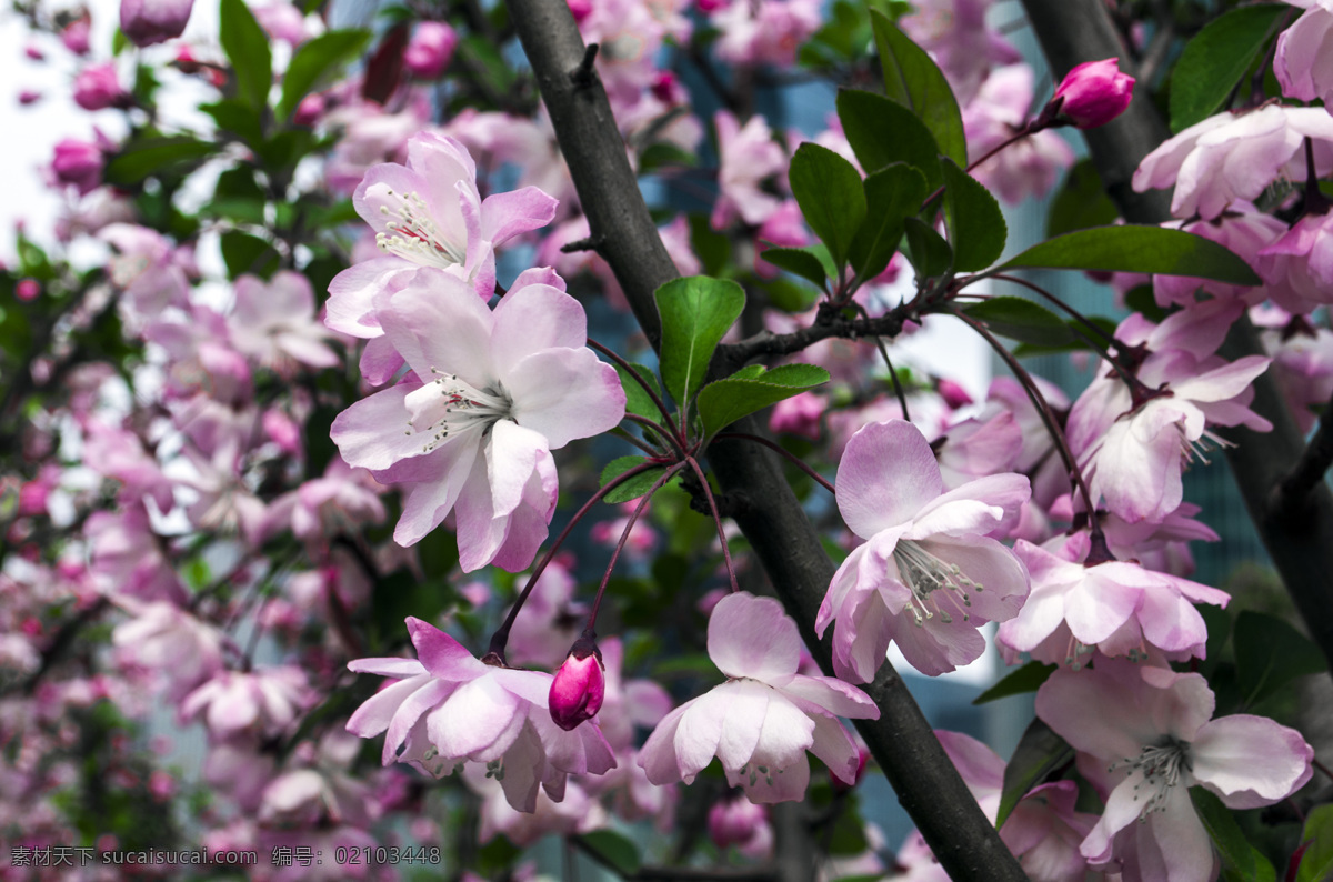 春季 高楼大厦 花 花草 绿色 上海建筑 生物世界 桃花 上海 陆家嘴 风光 上海旅游 上海风光 魔都 金融城 psd源文件