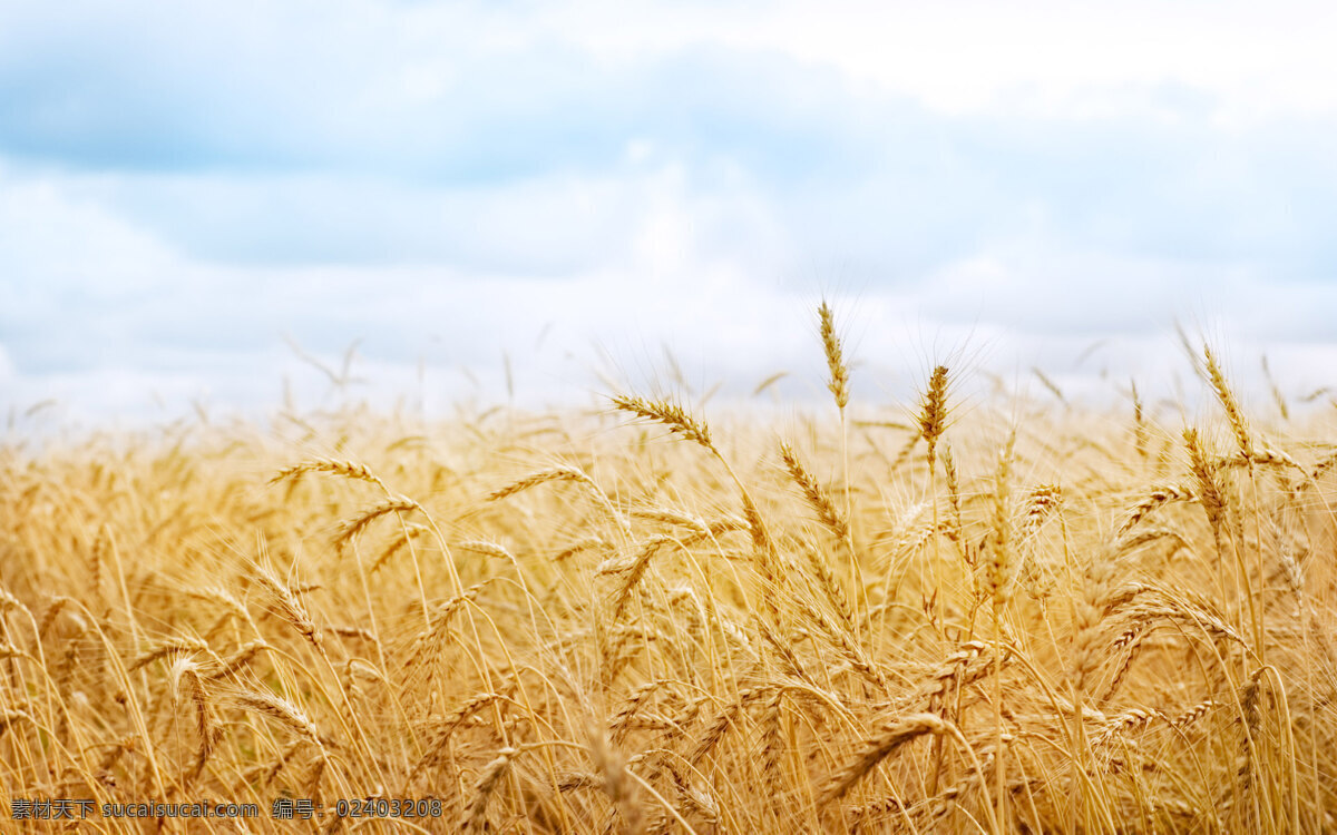小麦 麦子 麦收 庄稼 成熟的麦子 麦穗 蓝天下的麦田 麦田 稻田 风景 美景 大自然 餐饮美食 自然景观 田园风光