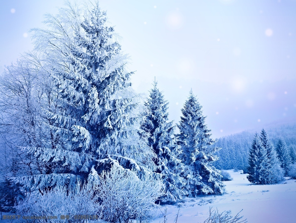 雪地 冬天 松树 针叶林 大树 雾凇 冬季 森林 美景 景观 风光 风景 梦幻 美丽自然 自然风景 自然景观
